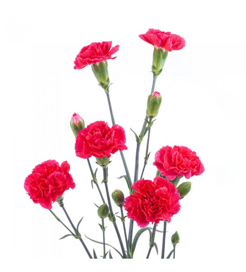 Red Carnation Bunch – Carlsbad Florist