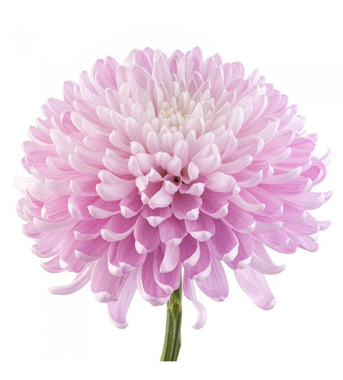 Hot Pink Carnation Bunch – Carlsbad Florist, San Diego Wholesale Flowers