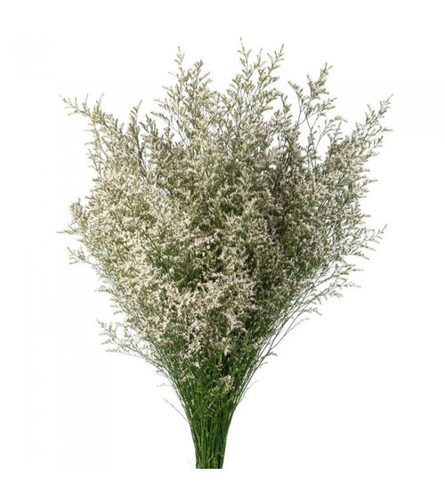 White Wax Flower – Carlsbad Florist, San Diego Wholesale Flowers