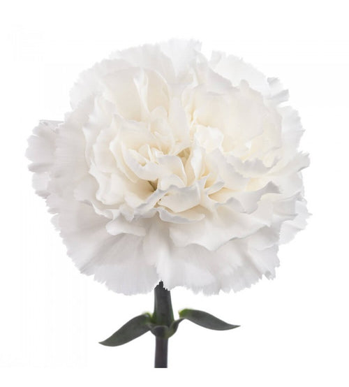 Merletto Carnations - Florabundance Wholesale Flowers