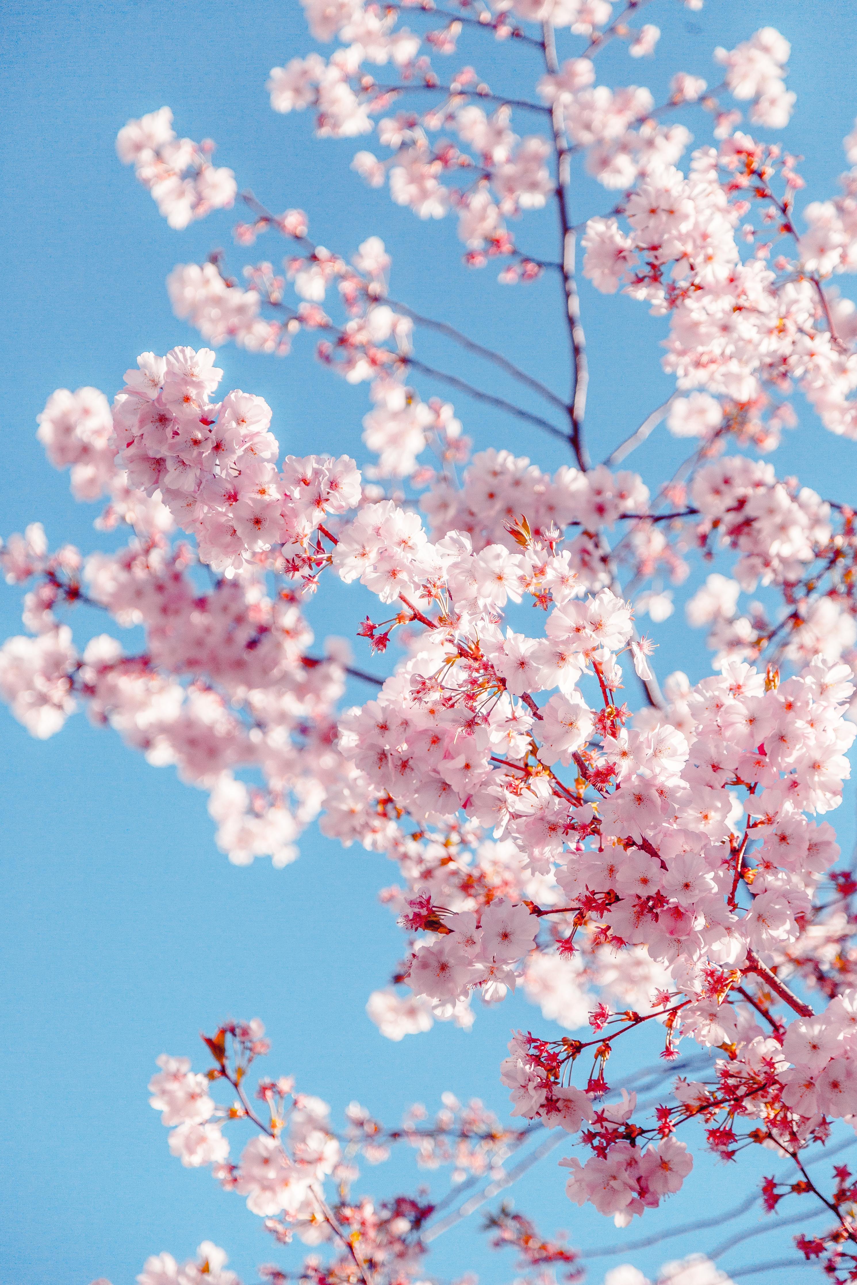 Cherry Blossom Season in Japan and Korea