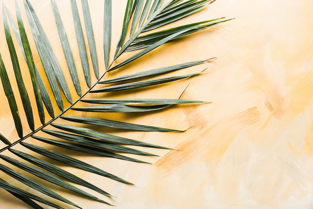 Palm laying on background