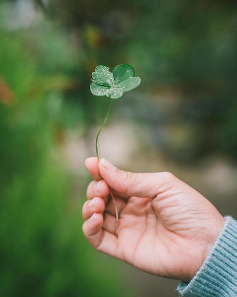 Hand holding a 4 leaf clover