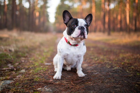 los bulldogs franceses son sensibles