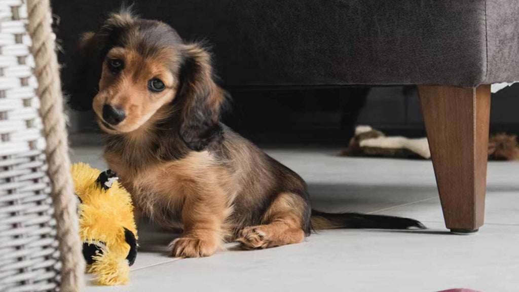 how soon can puppies leave their mom