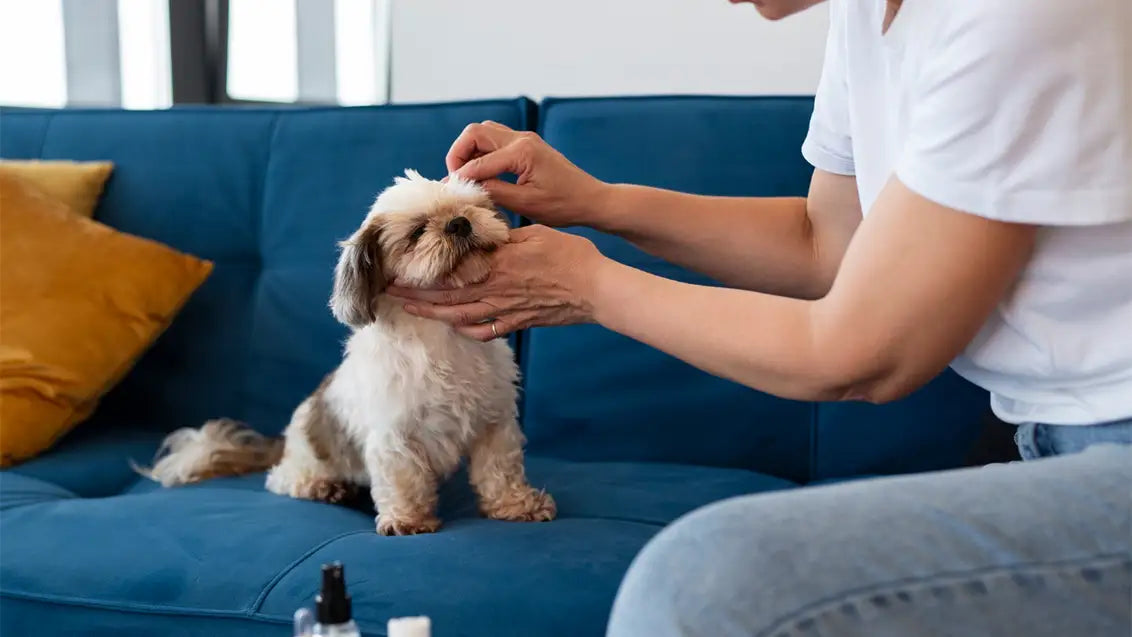 dog combing to Reduce Shedding