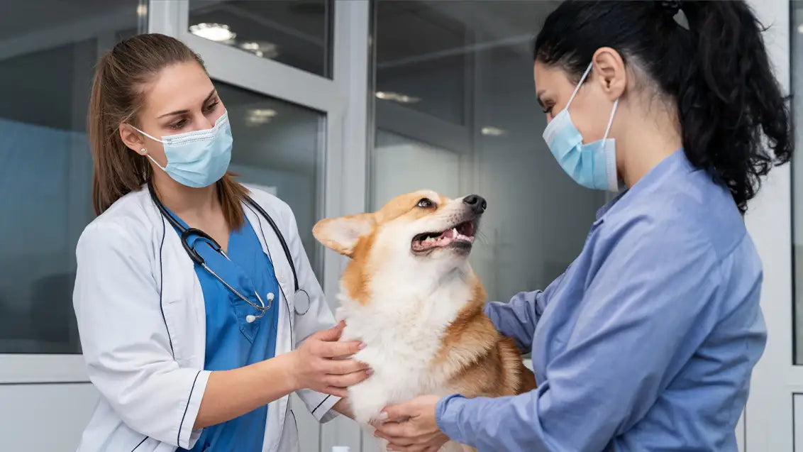 Veterinary dog eye care check ups