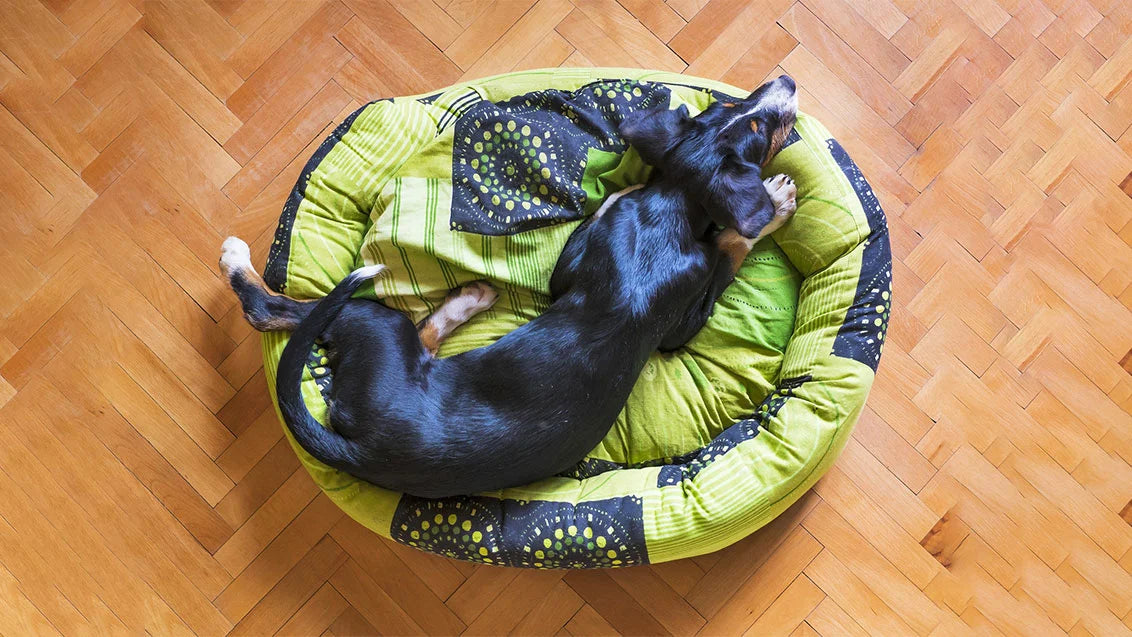 diy dog bed