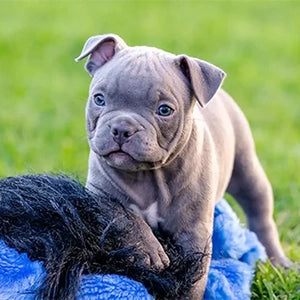 Blue Sable French Bulldogs