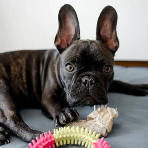 Chocolate & Tan French Bulldogs