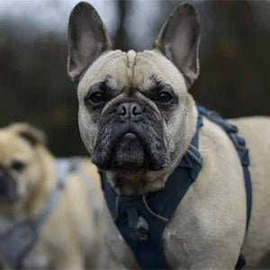 Chocolate Fawn French Bulldogs