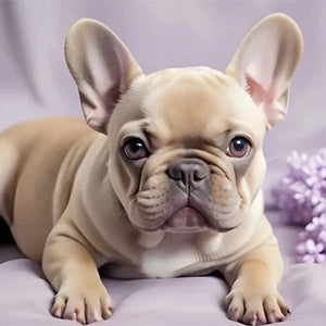 Lilac Fawn French Bulldogs
