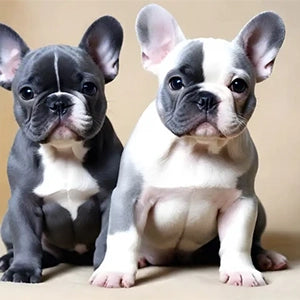 Blue & Cream French Bulldogs