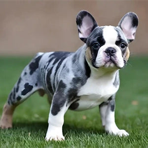 Blue Merle & Tan French Bulldogs