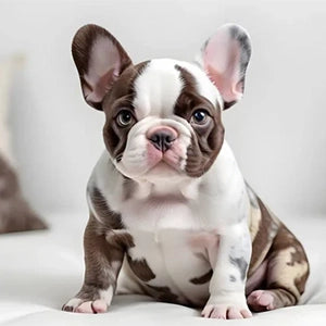 Chocolate Merle & White French Bulldogs