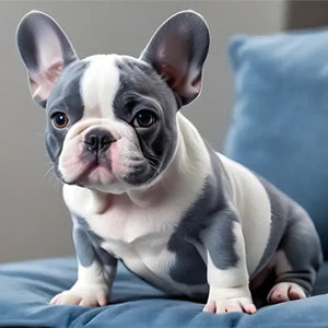 Blue Pied French Bulldogs