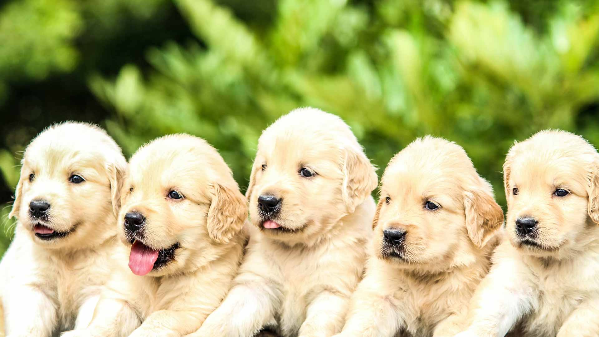 can you give 7 week old puppies milk