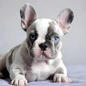 Blue & Lilac Merle French Bulldogs