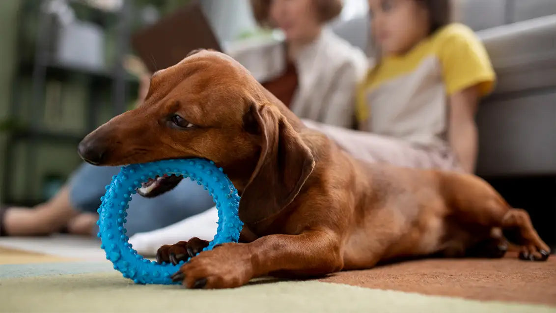 Chew toys for howling dogs