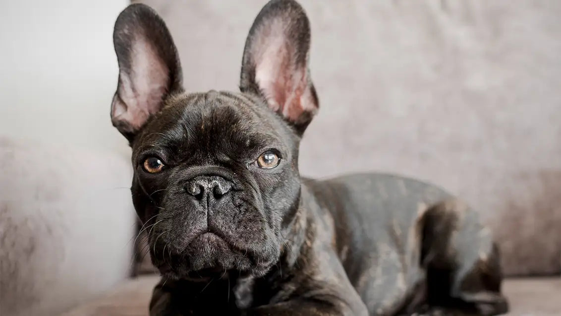 Isabella French Bulldog