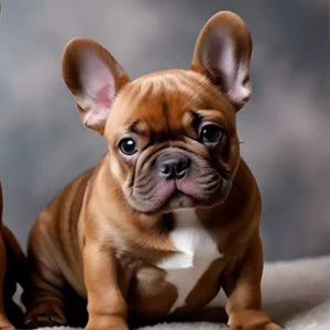 Red Brindle French Bulldogs