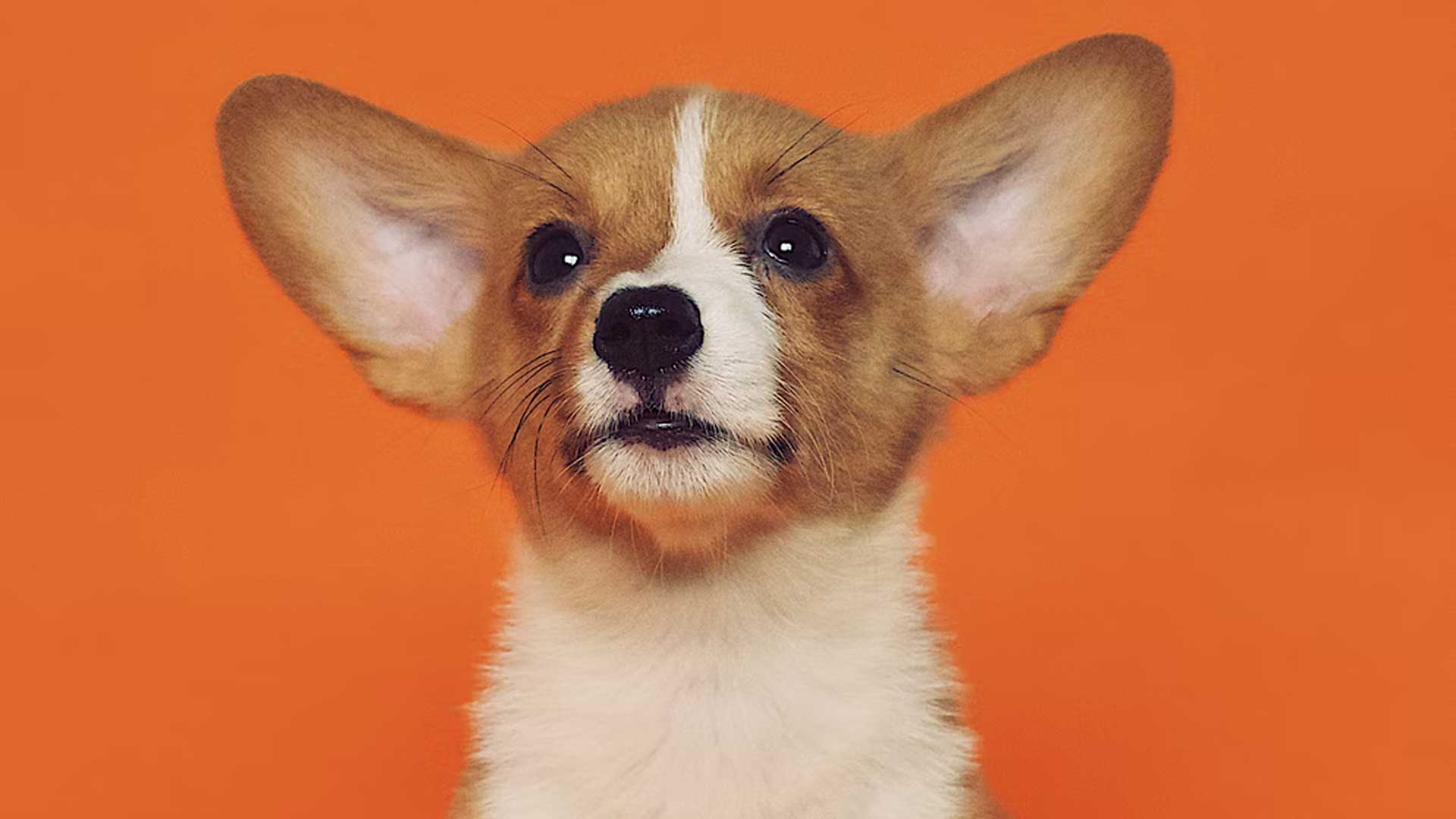 puppy's skin