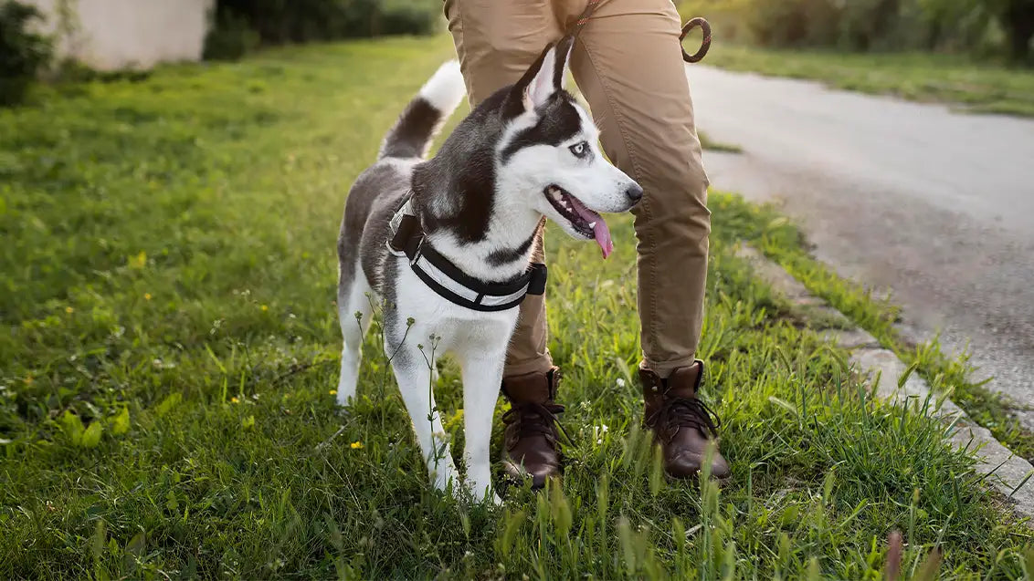 dog walking tips for safety