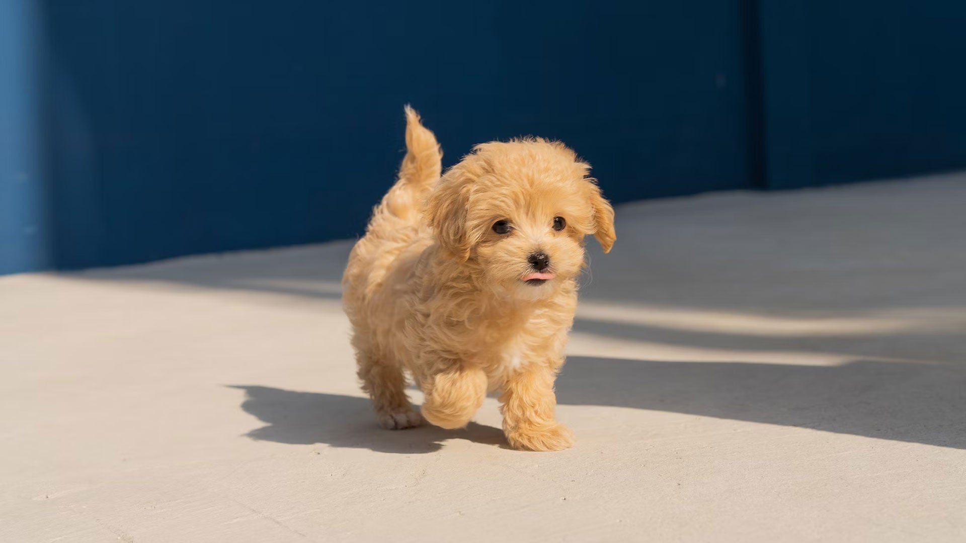 nourishment for your puppy