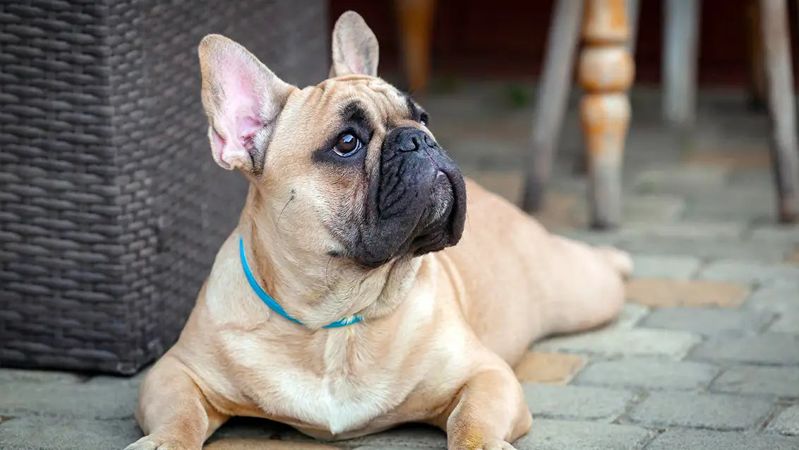 Sable French Bulldog