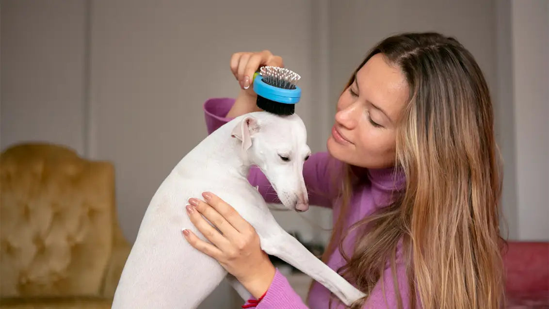 dog hair shedding indoors