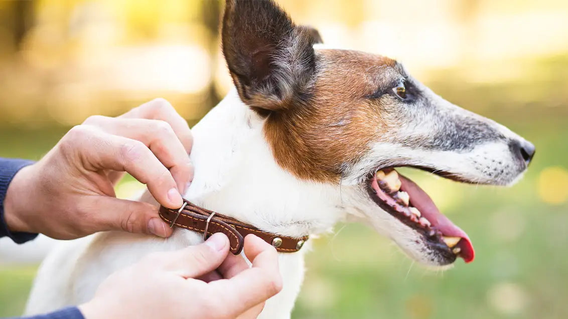 Adjustable dog collars