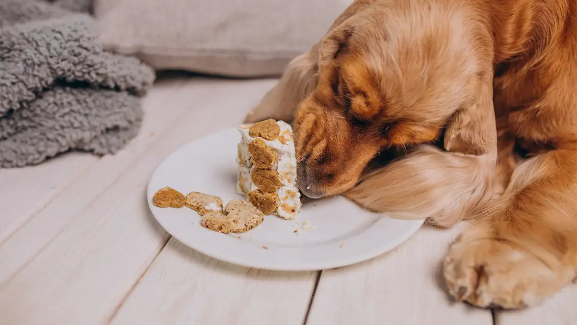 Almond Butter to Dogs