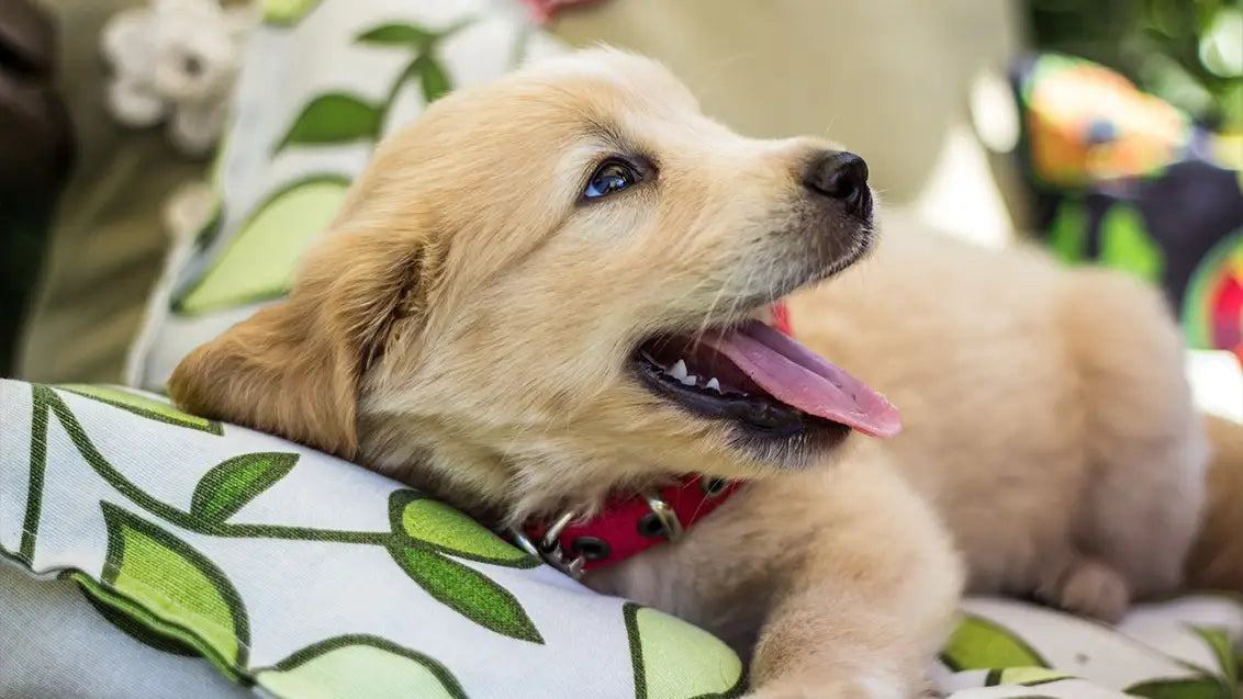 Appearance of miniature golden retriever