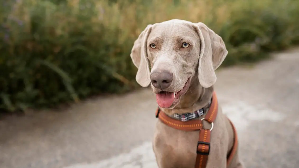 Attach the Dog Bow Tie