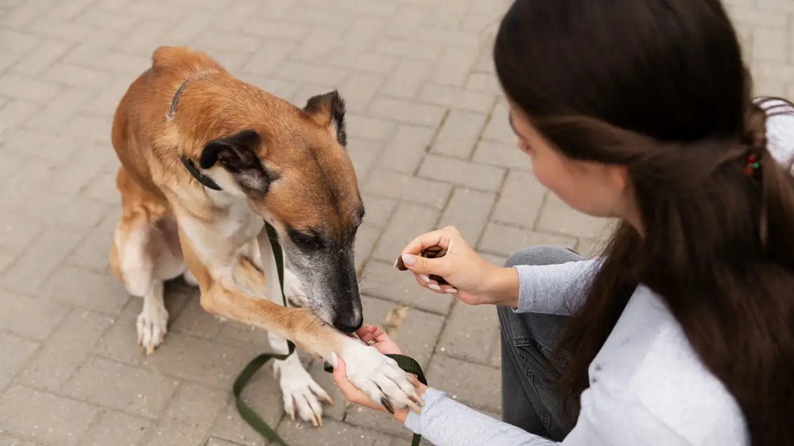 Benefits of VetIQ Calming Treats