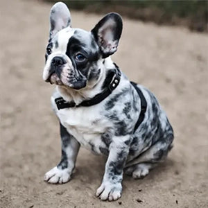 Blue Merle French Bulldogs