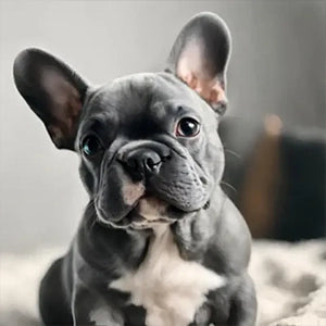 Blue Tri-color French Bulldogs