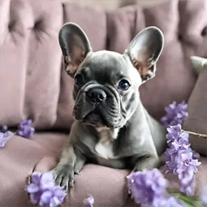 Blue & Lilac Fawn French Bulldogs