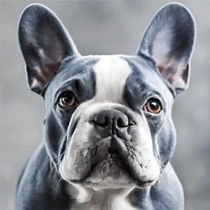 Blue & White French Bulldog