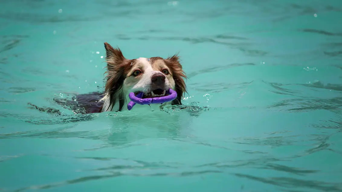 Confidence Building with dog water toy