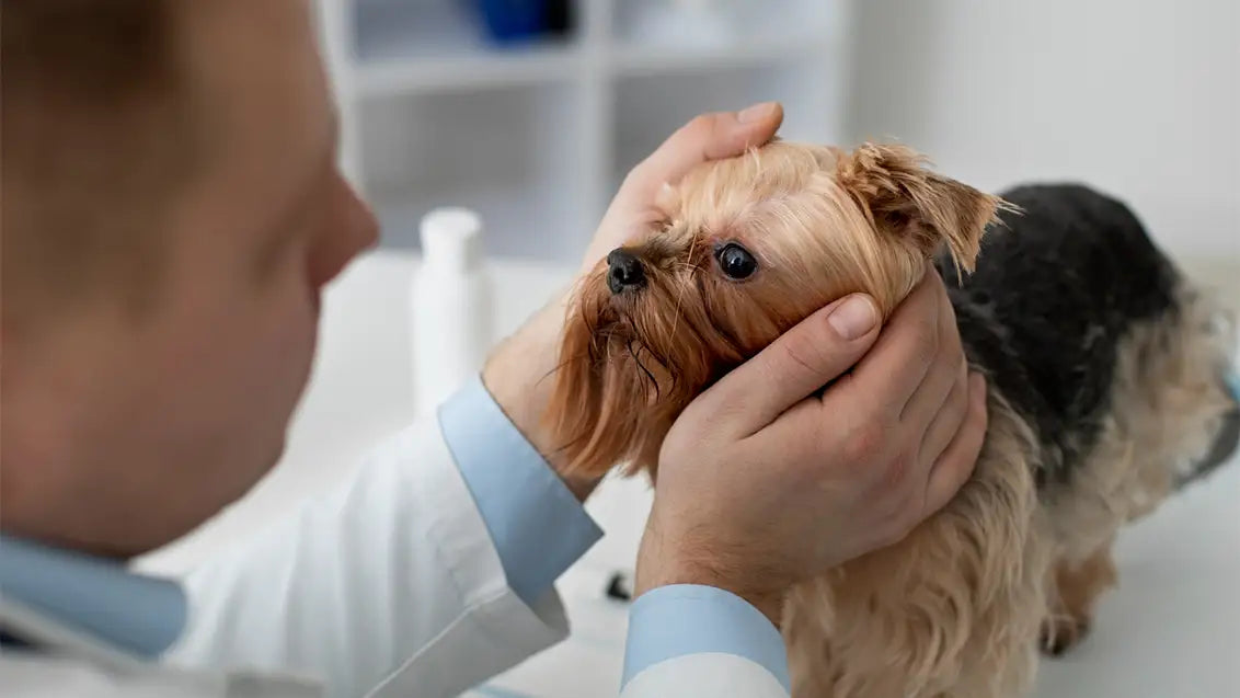 eye care for dogs