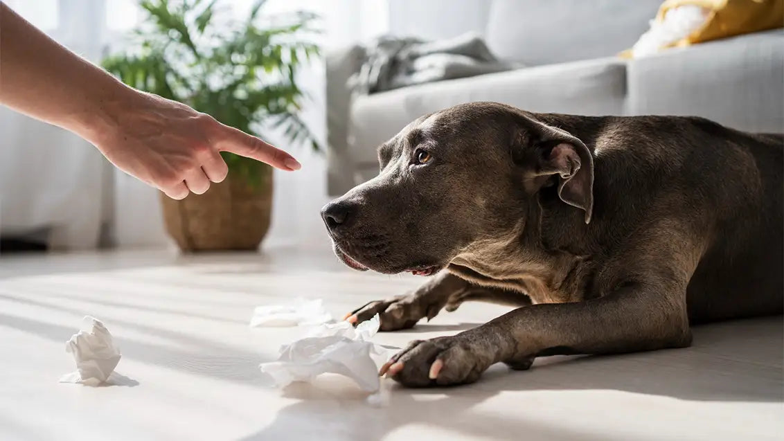 stop dog from eating poop