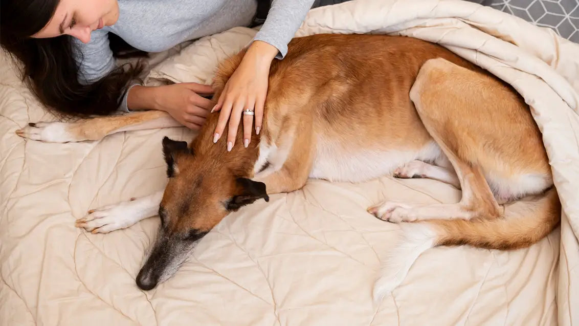 dog howling in sleep