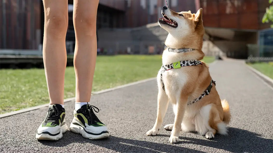 Types of dog harnesses