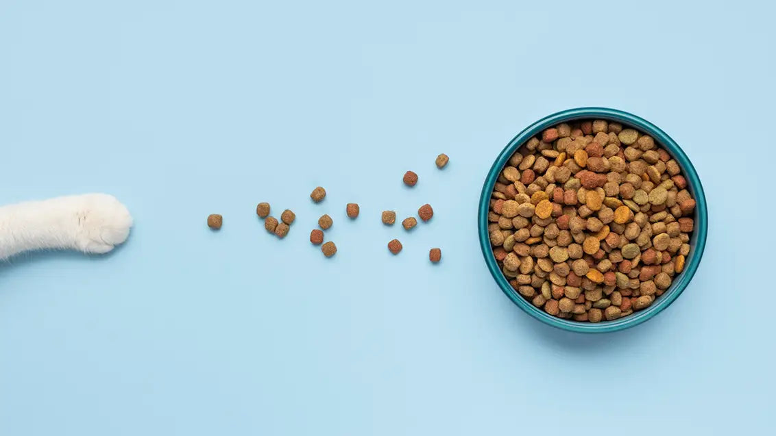 Grain free best food for dog with allergies