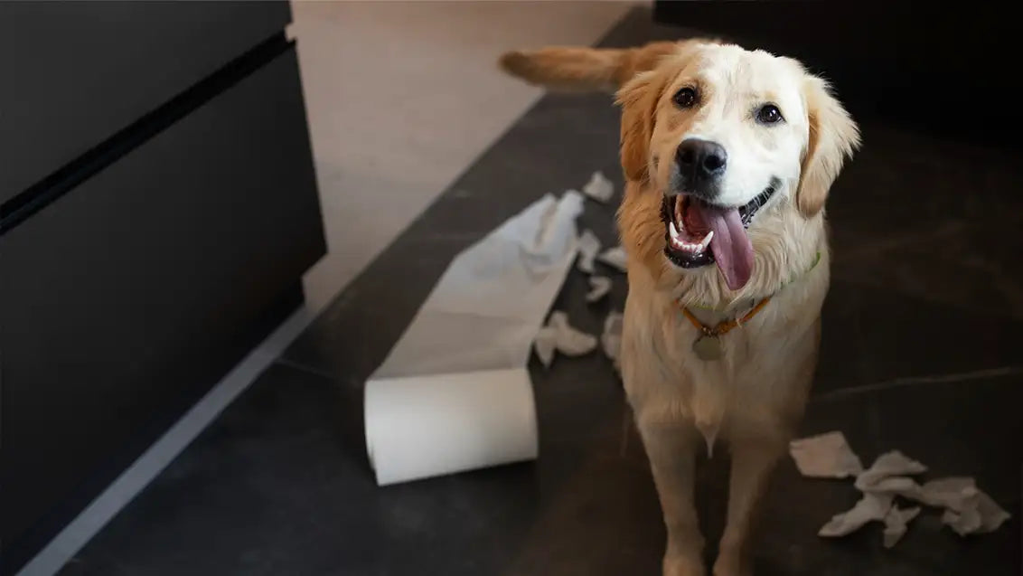 How to potty train a puppy with a bell