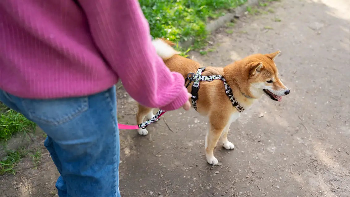 How to stop my dog eating poop on walks