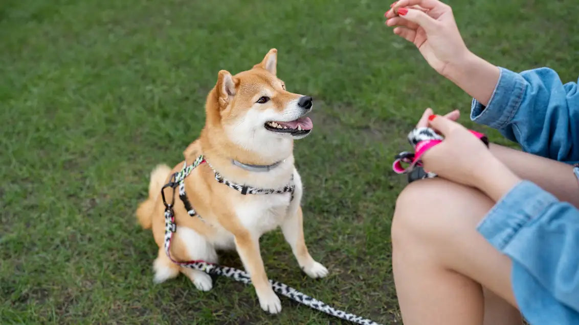 Introduce your dog to the harness