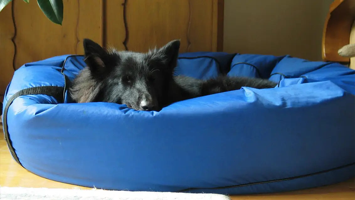 dog bed donut