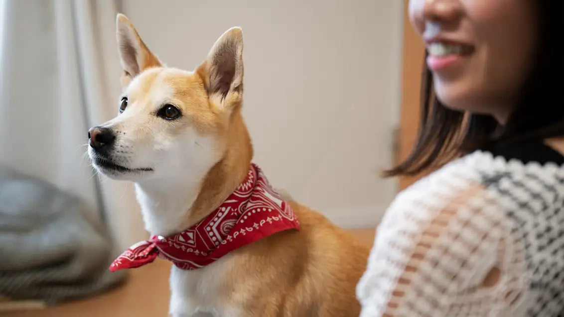 tie dog bandana